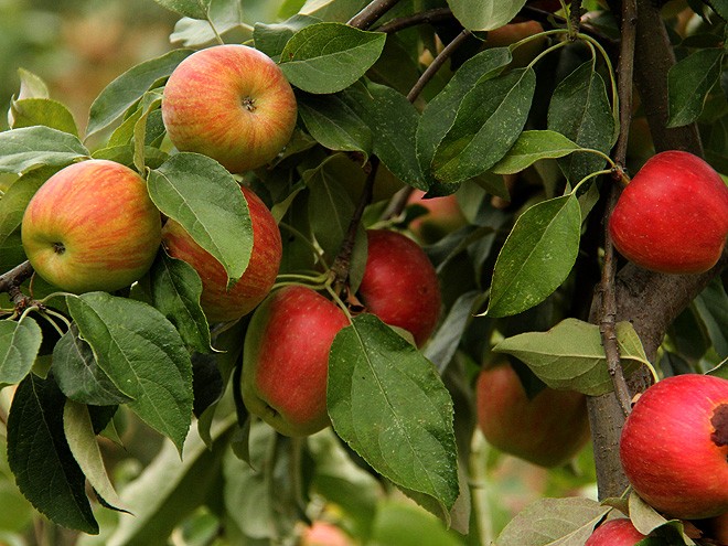1Apples10