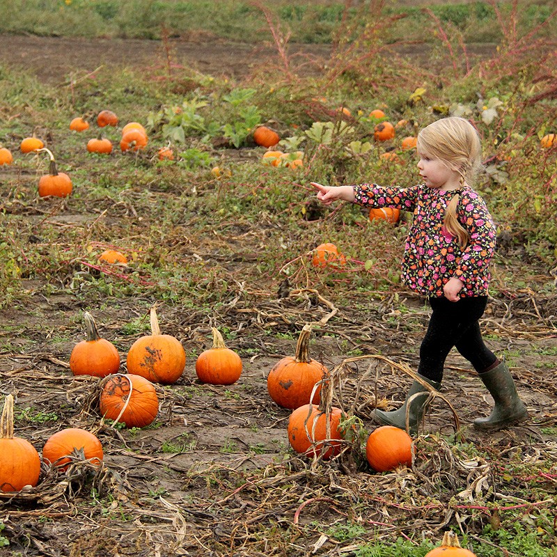18pumpkin1