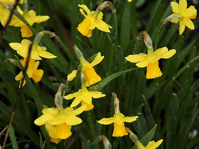 10Daffs1