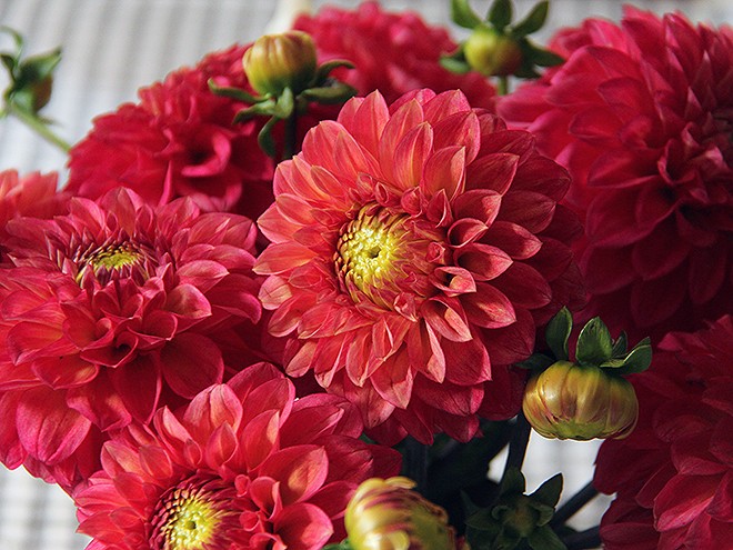 26Flowers1