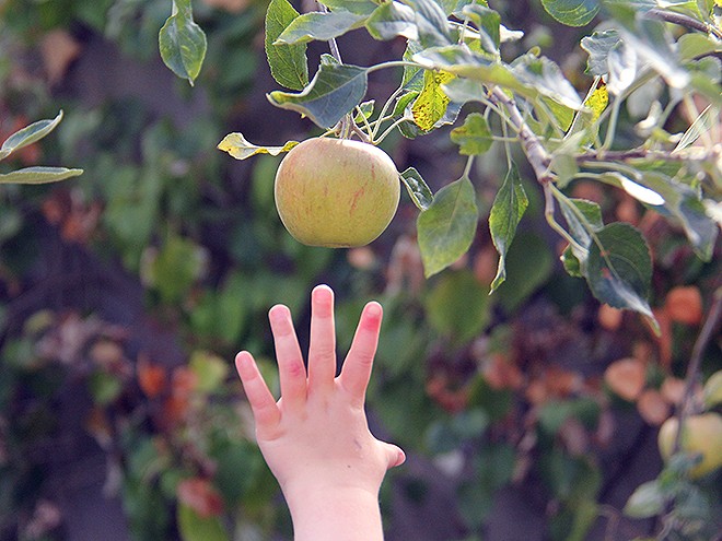 26Apples4