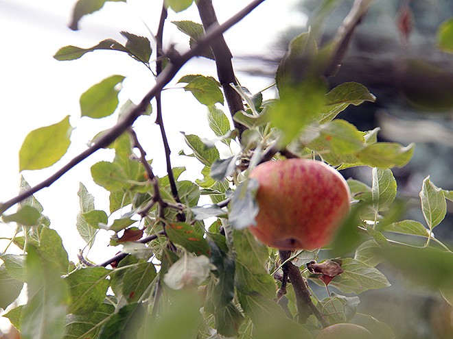 1Apples3