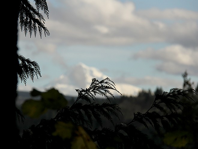 6Forest5