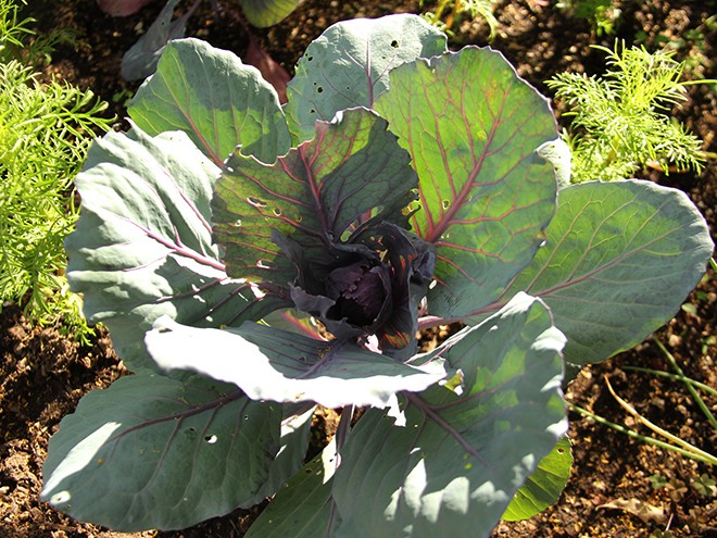 17Garden5