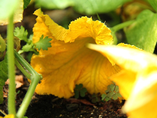 17Garden5