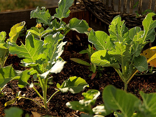 17Garden5