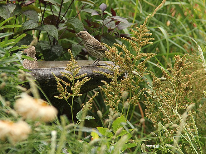 6Garden2 6Garden2