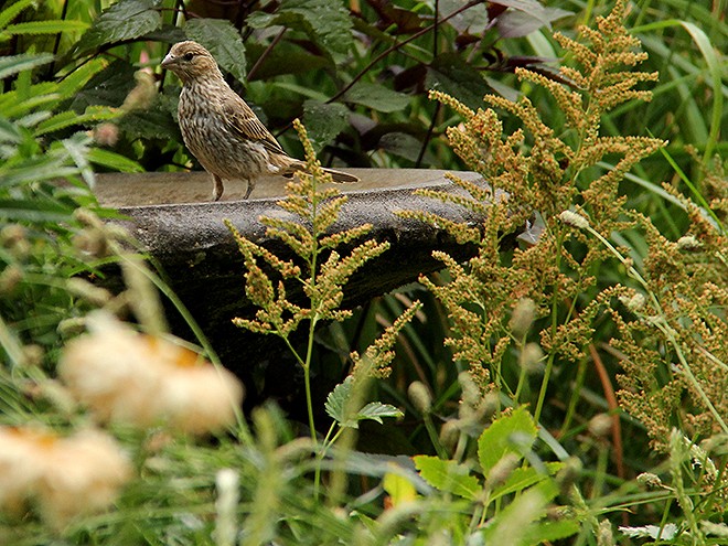 6Garden2 6Garden2