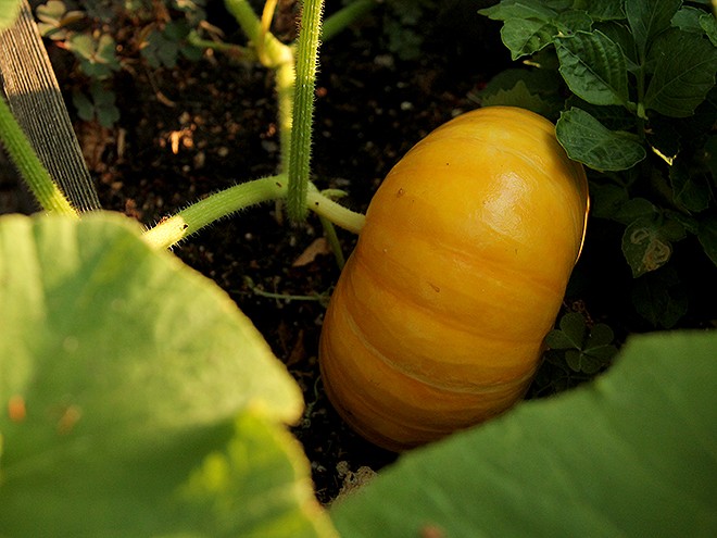 6Garden2 6Garden2
