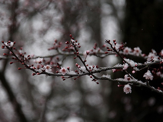 20Snow1