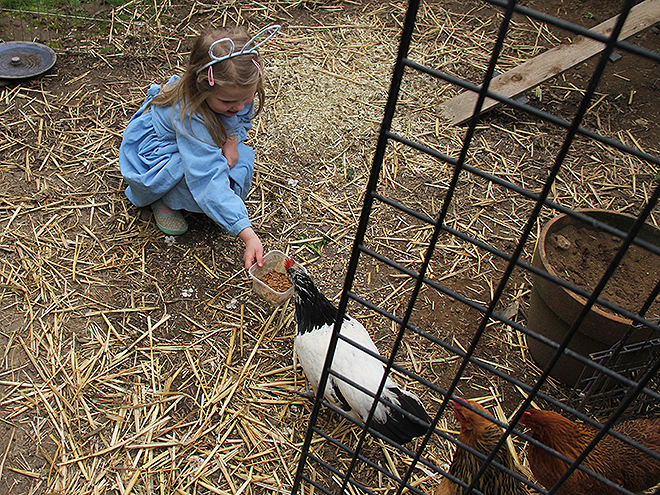 1Chickens4
