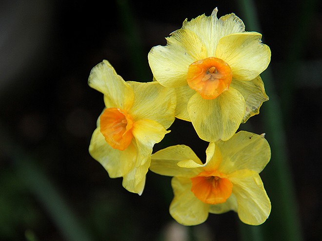 6Daffodils1