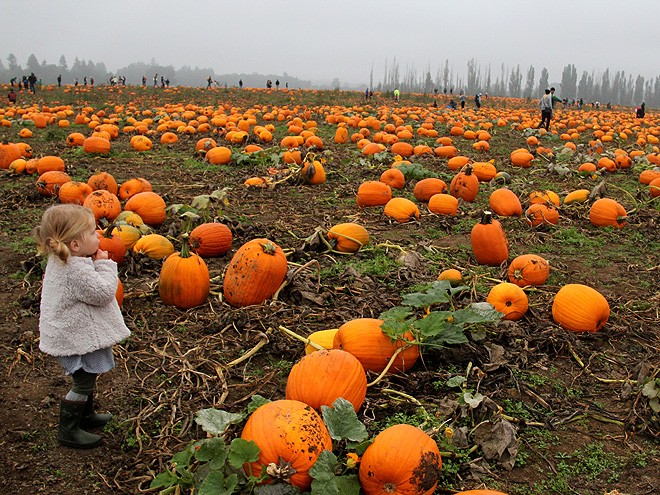 12Pumpkins9