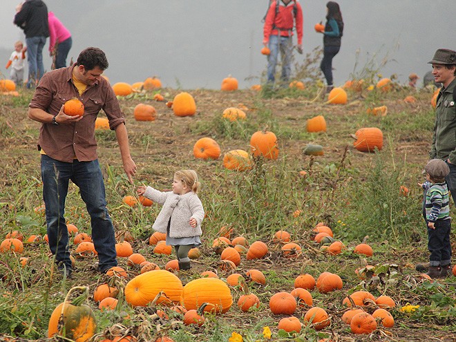 12Pumpkins15