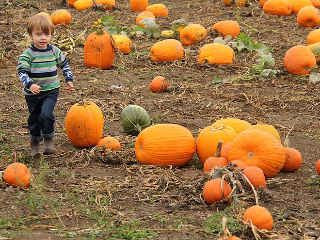 12Pumpkins26