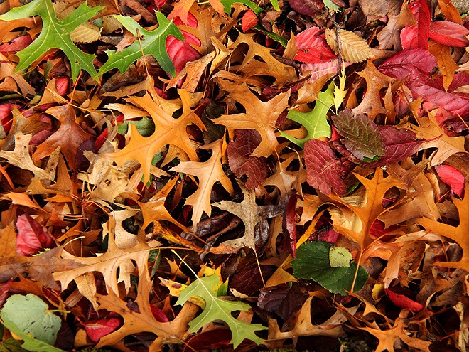 27Leaves1
