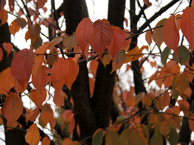30Leaves1