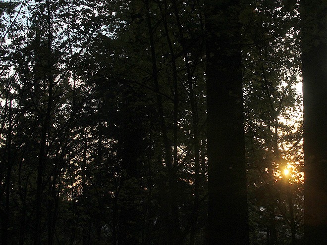 17Trees1