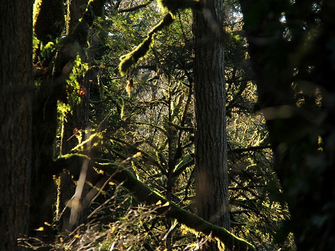 30Tree6