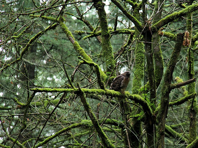 21Hawk1