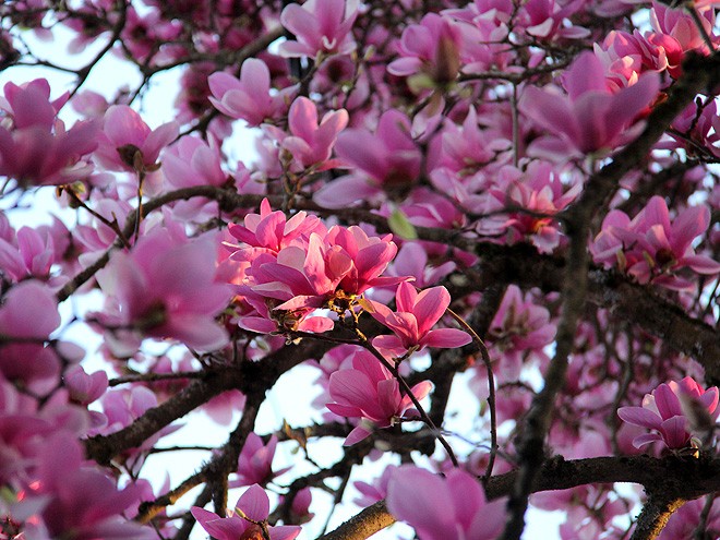 8Magnolia10