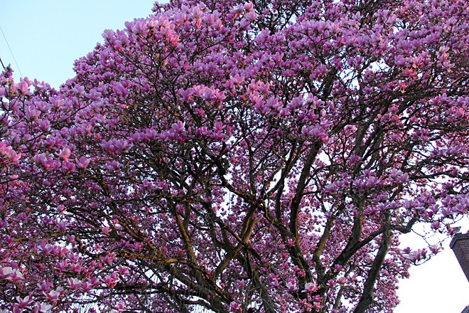 8Magnolia14