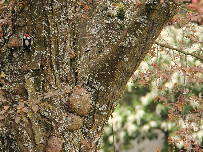 12Woodpecker1