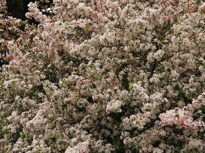 20AppleTree3