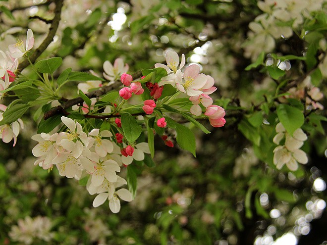 20AppleTree6