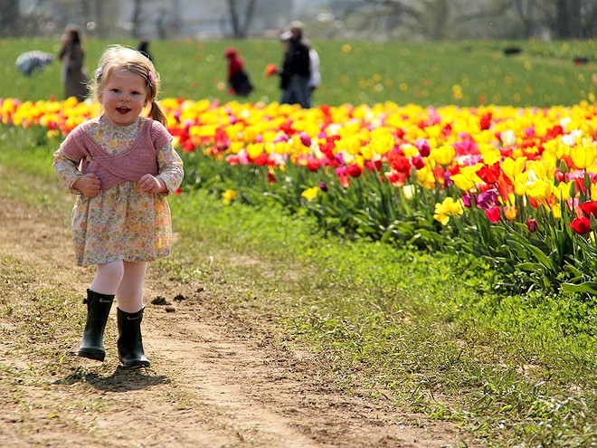 27Tulips1