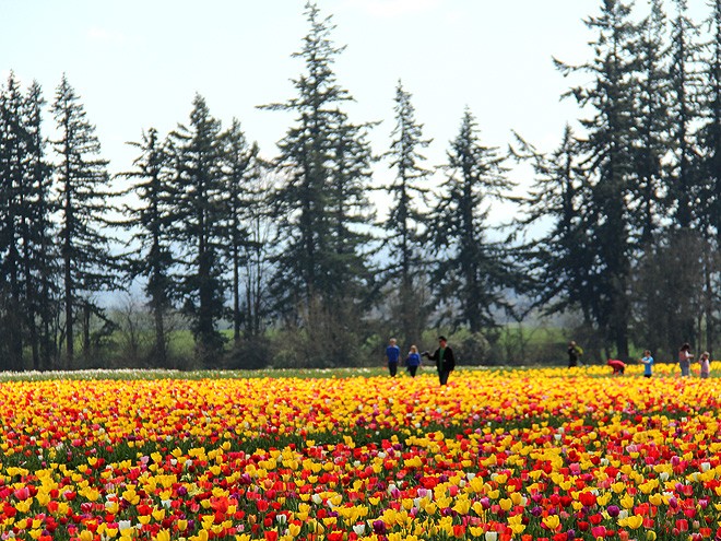 27Tulips5