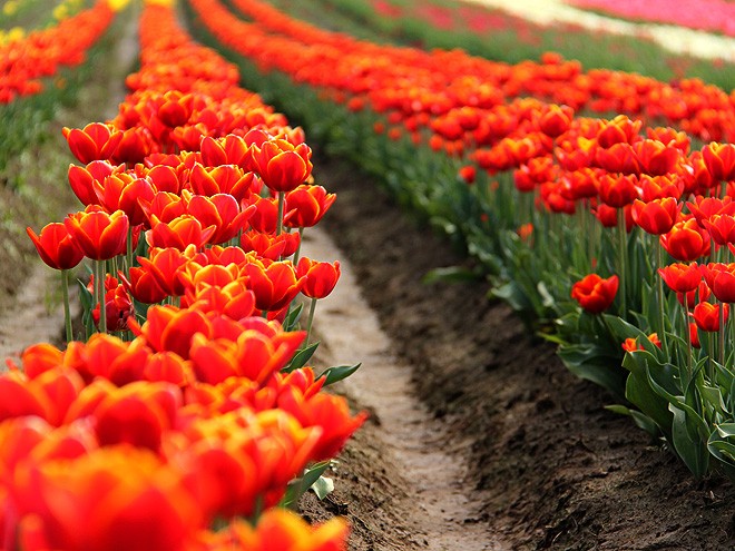 27Tulips16