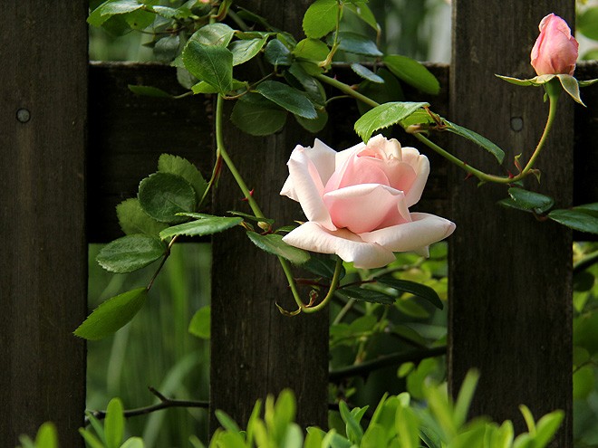 18Rose2