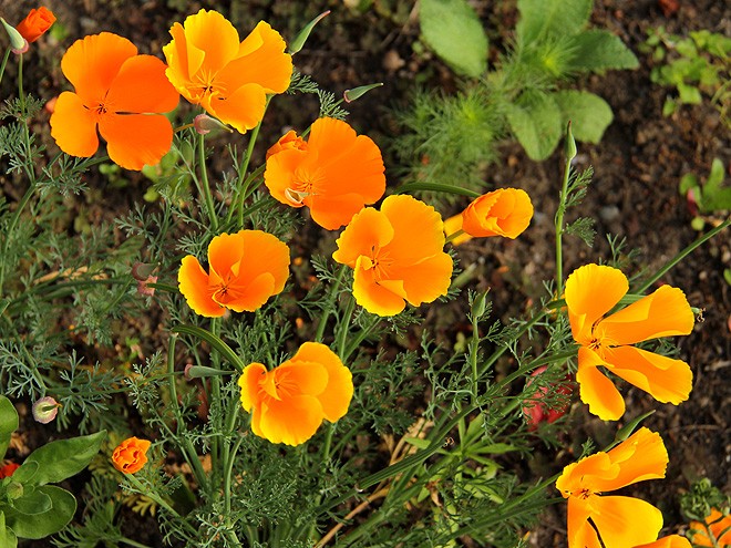 18Poppies1