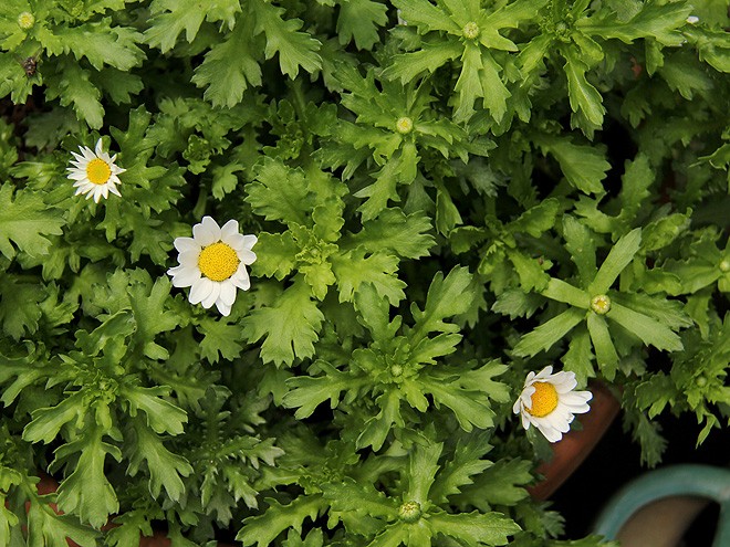 20Daisies1
