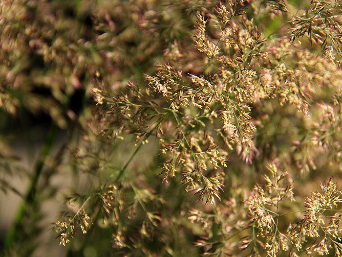 5Garden9