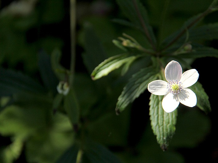 5Garden11