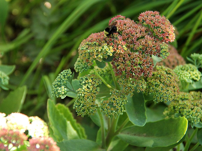 5Garden3