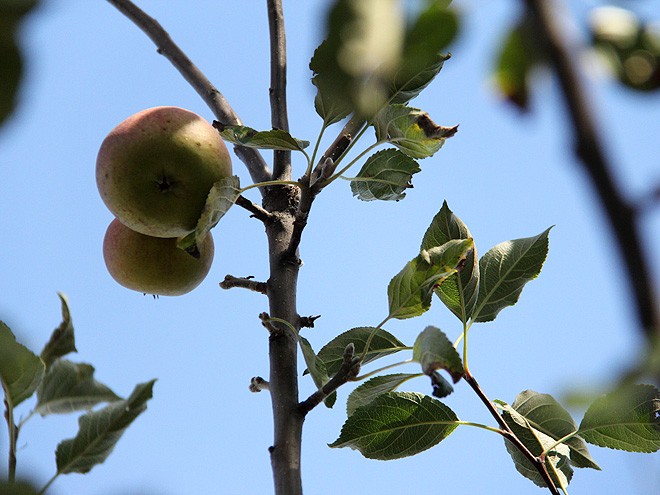 5Apples1