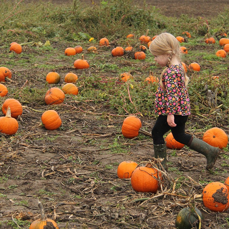 18pumpkin2