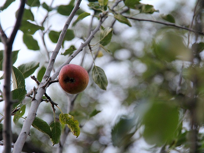 27LastApple1