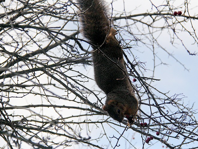 22Squirrel1