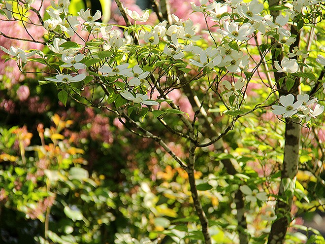 18Dogwood2