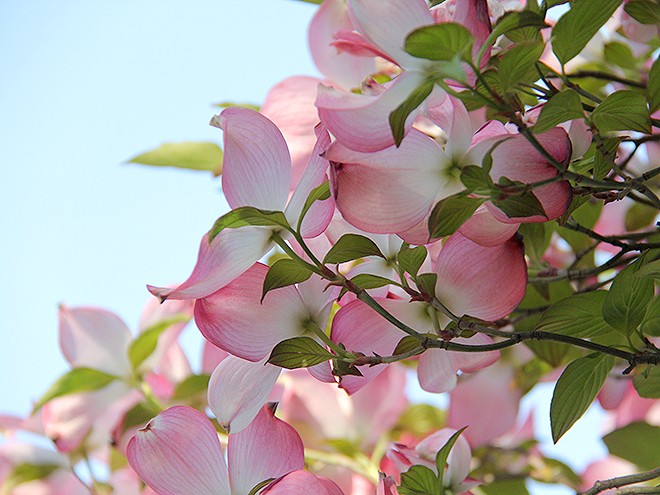 18Dogwood1