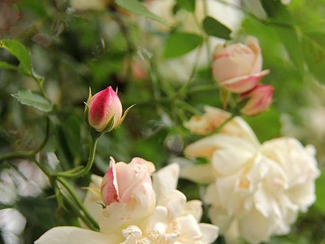 1Roses2