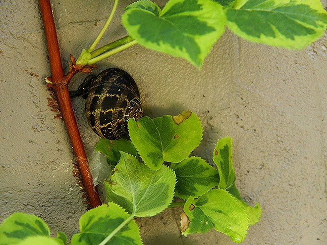 2Snail1