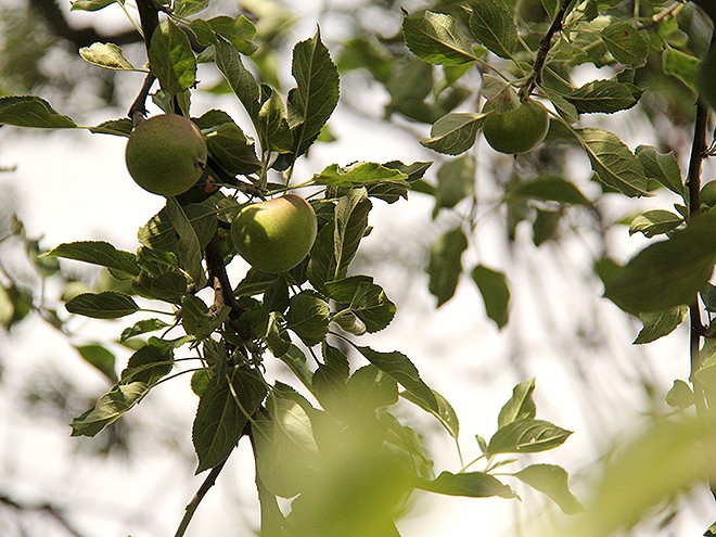 15Apples1