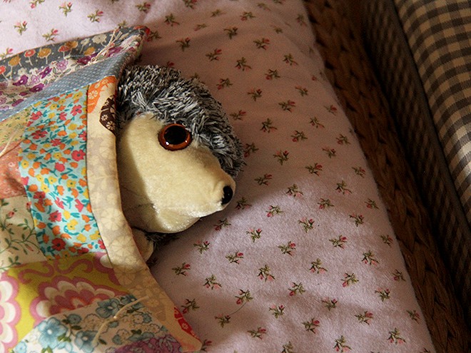 16Hedgy1