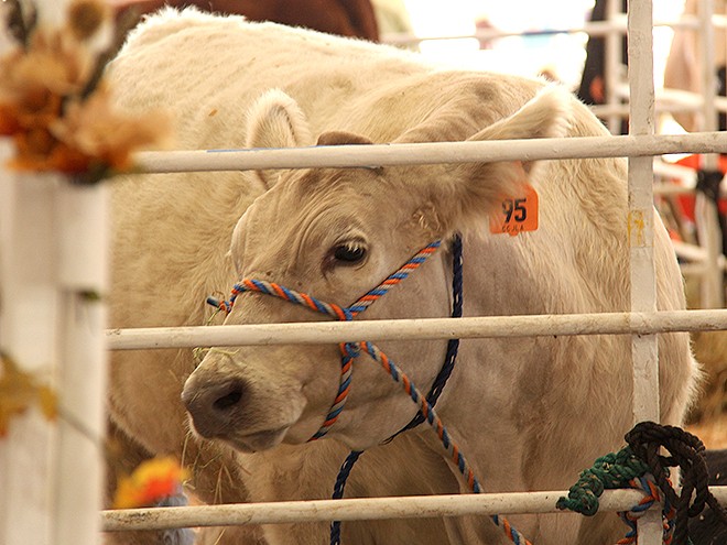 Fair10