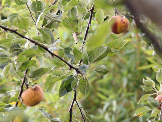 1Apples5